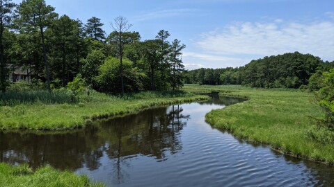 A creek surrounded by thick grass