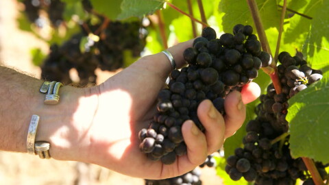 Paul Durant reaches out to inspect this year's pinot noir harvest on Sept. 8, 2026, in Dundee Hills, Ore.