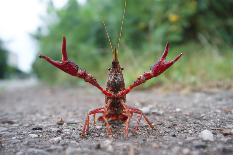 red swamp crawfish (Procambarus clarkii)