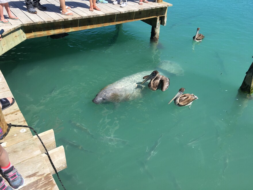 manatee_pelicans_tarpon.jpg