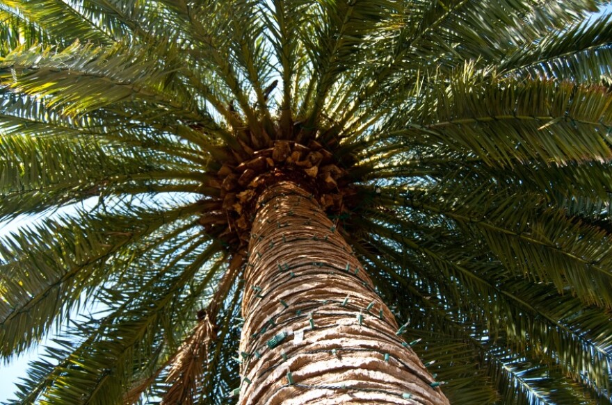 Palmetto Tree