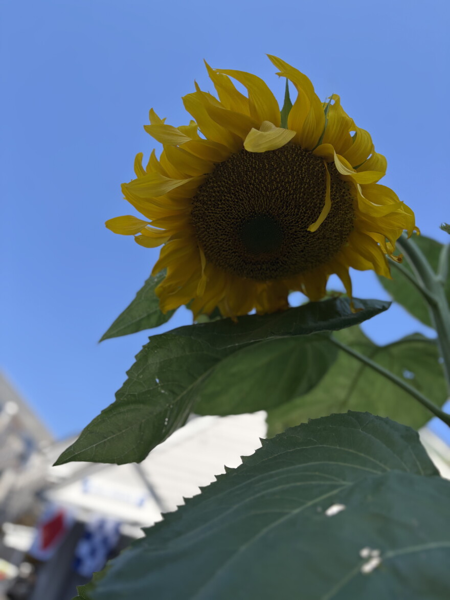 A sunflower in Provincetown on September 7, 2026.