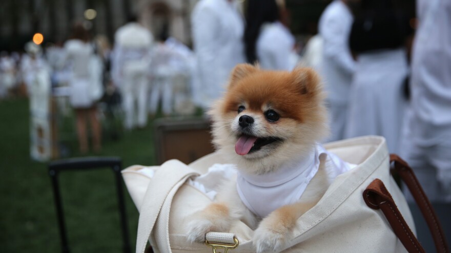 Even four-legged guests observed the chic, strictly white dress code at Wednesday's event.