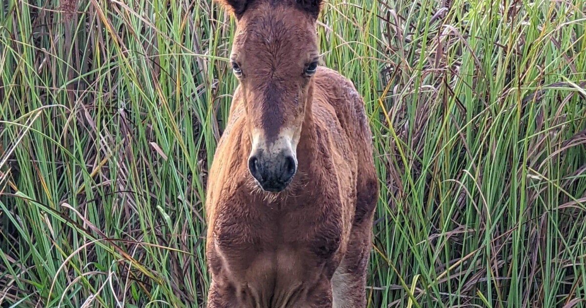 Corolla wild horse filly euthanized after contracting severe infection
