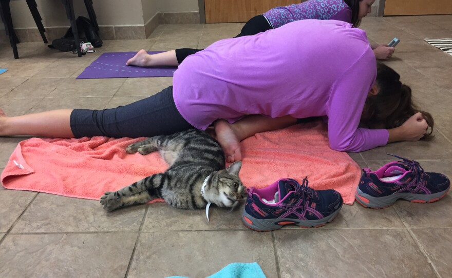 Thomas the cat decided to play while McKay was in pigeon pose.