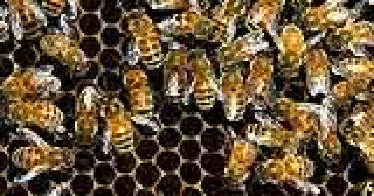 Missouri beekeepers on lookout for honeybee blight STLPR