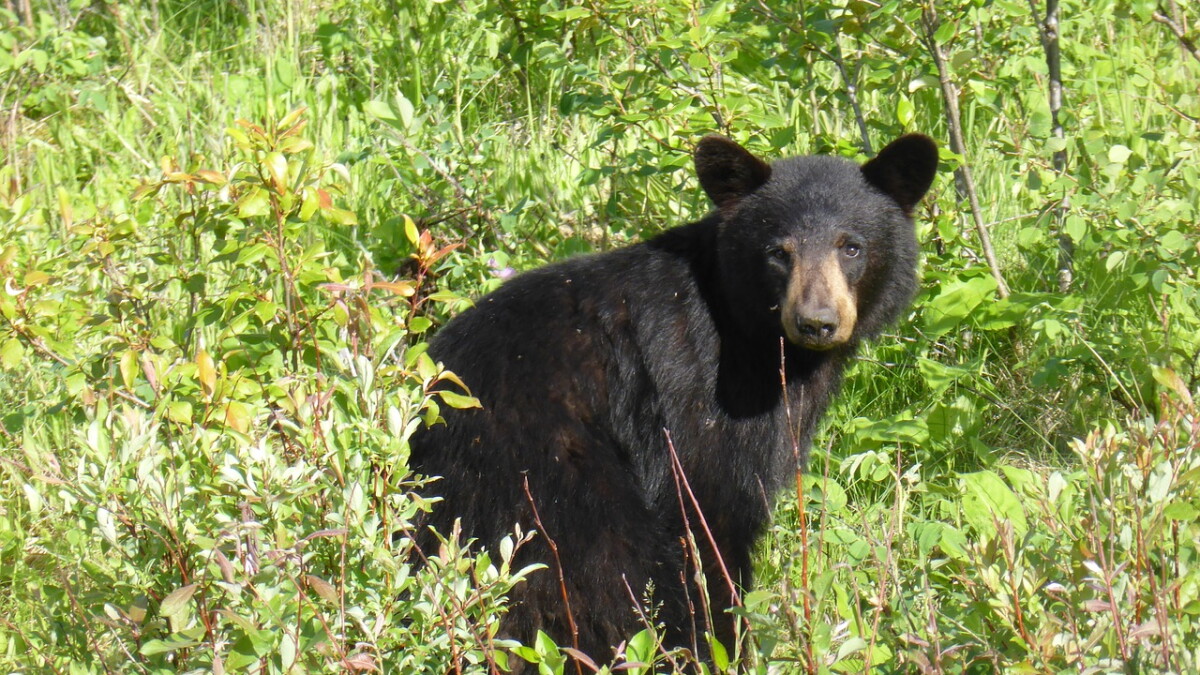 The bear necessities: Everything you need to know about bears in Orlando - Vimarsana News