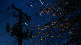 Ice forms on tree branches in South Austin during freezing rain last February.