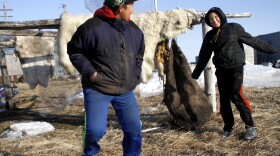 Two teenagers in Kivalina, Alaska, play near a skinned polar bear. Scientists predict Kivalina, an Alaskan village, will be the first casualty of climate change and sea rising in the U.S.