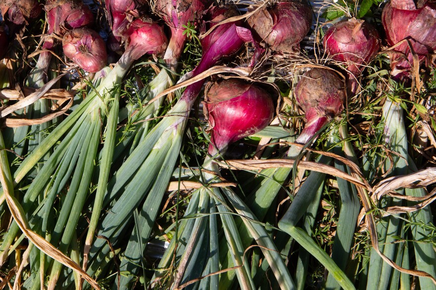 A photo of red onions and their stalks laying on the ground close together in the sun.