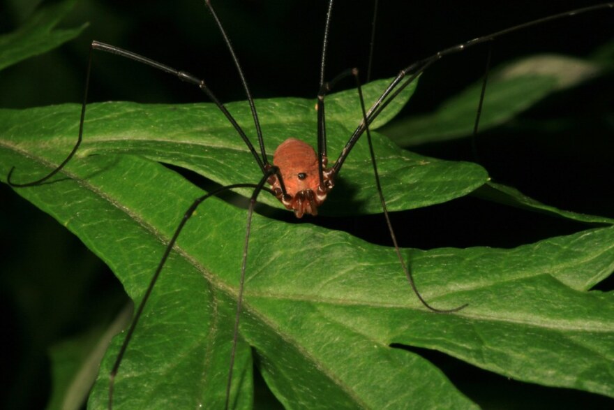 Daddy longlegs
