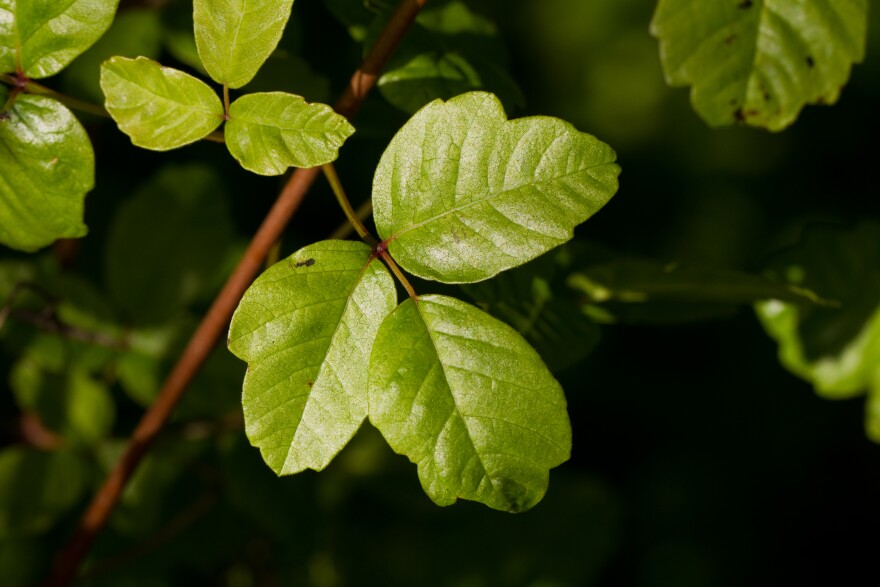 Close-up of Pacific poison oak leaves growing in clusters of three on a branch, with smooth green surfaces and visible veins.