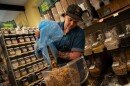 Theresa Williams, Local Harvest Grocery’s 37-year-old bulk buyer, restocks a bucket full of pecans at the shop on Monday, Sept. 29, 2025, in St. Louis’ Tower Grove South neighborhood.