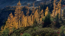 In this photo taken with a phone, golden larches glow in the sunlight in Okanogan-Wenatchee National Forest, near Mazama, Wash., Thursday, Oct. 8, 2026. (AP Photo/Annika Hammerschlag)