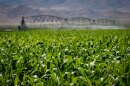 Corn grows at a farm in Beaver County, Utah, July 6, 2023.