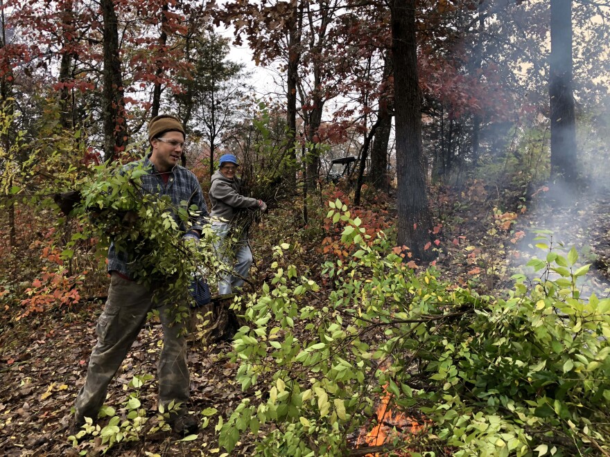 Matthew Albrecht (at front), associate scientist at the Garden's Center for Conservation and Sustainable Development, and volunteer Eva Adams help during a honeysuckle sweep workday at Shaw Nature Reserve in 2018.  