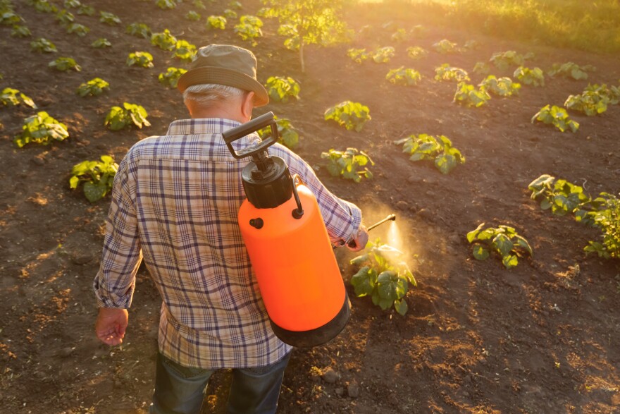 A person sprays pesticides on their plants.