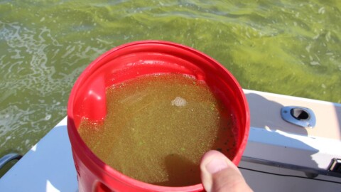 A container of water and cyanobacteria in a photo taken by Mark Brush in 2014.
