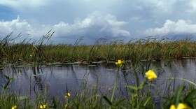 Florida Gov. Rick Scott says his administration will focus on restoring the Everglades. There are skeptics, however, because Scott oversaw cuts to restoration programs in his first year in office.