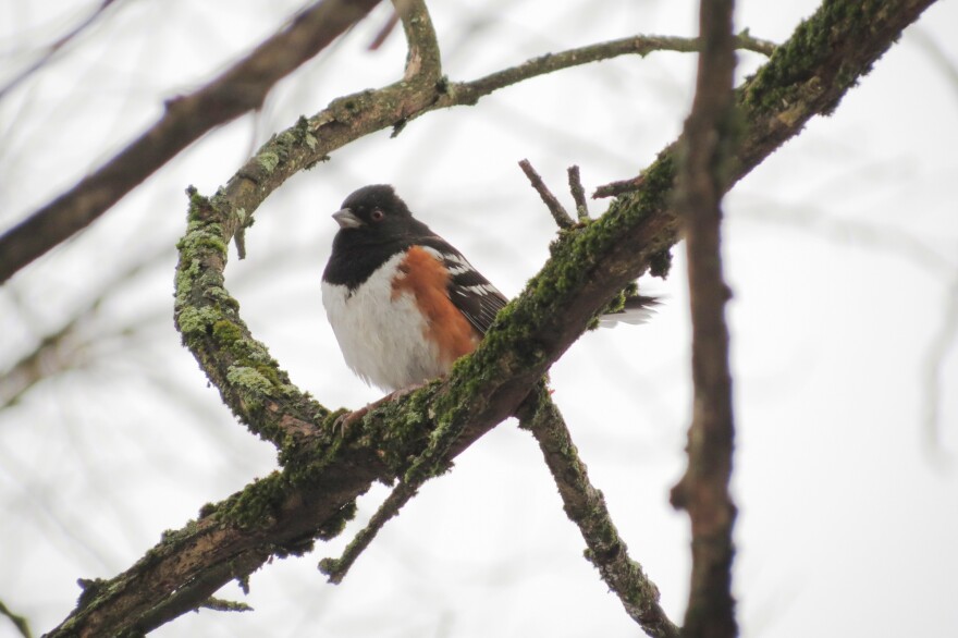 Aa Spotted Towhee is an extremely rare bird to sight in McLean County. Ben Guo said this one is the third ever spotted in the county and, remarkably, the second in 2021. It is probably the rarest bird he found this year.