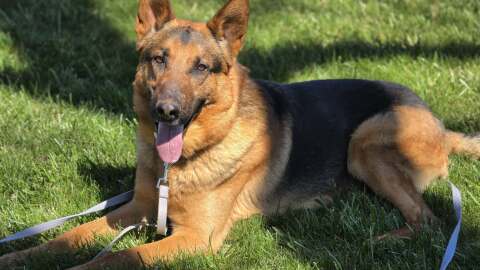 A German shepherd is sitting in a grass field with his tongue hanging out. 