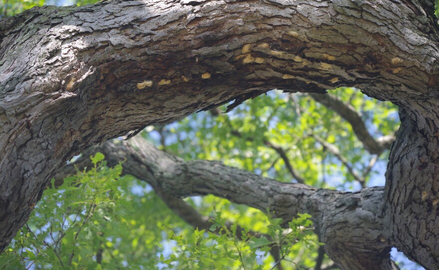 Spongy moth egg sacks on a tree branch are light in color and look a bit like a sponge. 