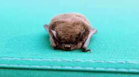 2012 file photo of a brown bat at the Tillamook Forest Center