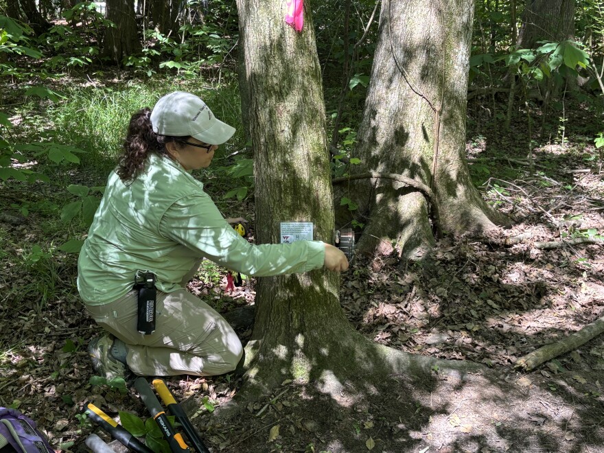 Victoria Monette installs a wildlife camera on the Eastern Shore as part of the Virginia Gray Fox Project on June 3, 2026.