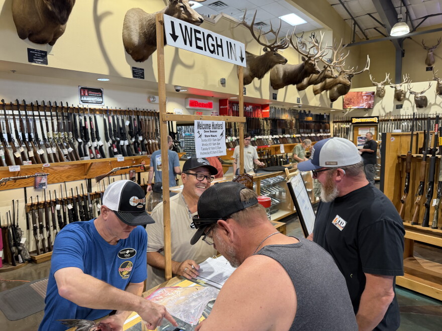 Matt Dusek, left, indoor range manager at Sprague's Sports in Yuma, helps weigh a dove as part of the annual "Big Breast" competition during dove hunting season.
