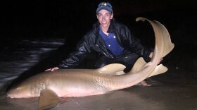 Henry Lewis holds a female nurse shark, caught August 9, 2018 near Sebastian Inlet. The fish was tagged at the base of its dorsal fin and was release unharmed, Lewis said. (Photo courtesy ofHunter Johnson)