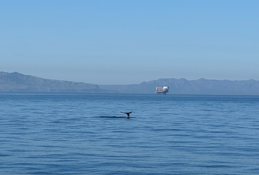 The Santa Barbara Channel is one of just two designated Whale Heritage Areas in the United States.