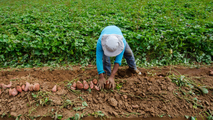 H-2A workers supplement the labor force during North Carolina's growing season.