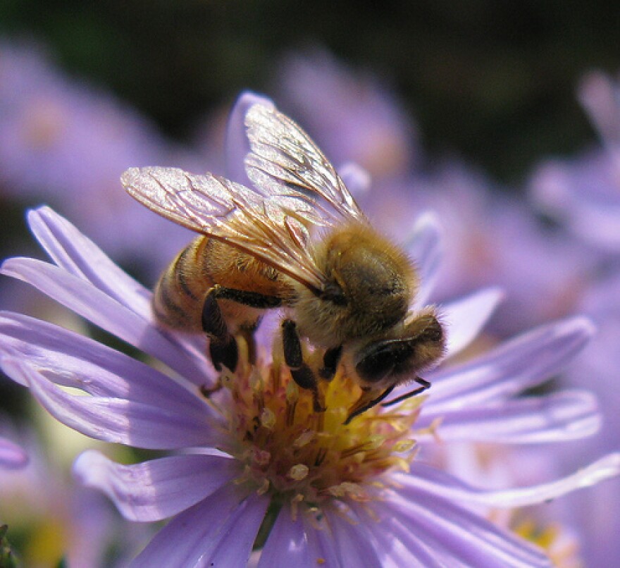 The honey bee is responsible for pollinating many North Carolina crops.