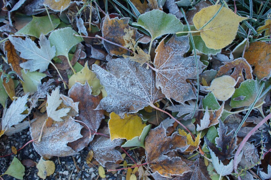 frost on fallen leaves