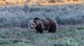 A blond grizzly bear stands in a meadow with sagebrush behind.