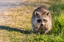 Raccoon roams in field