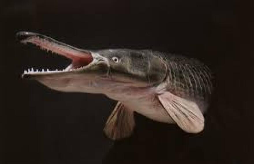 prehistoric fish