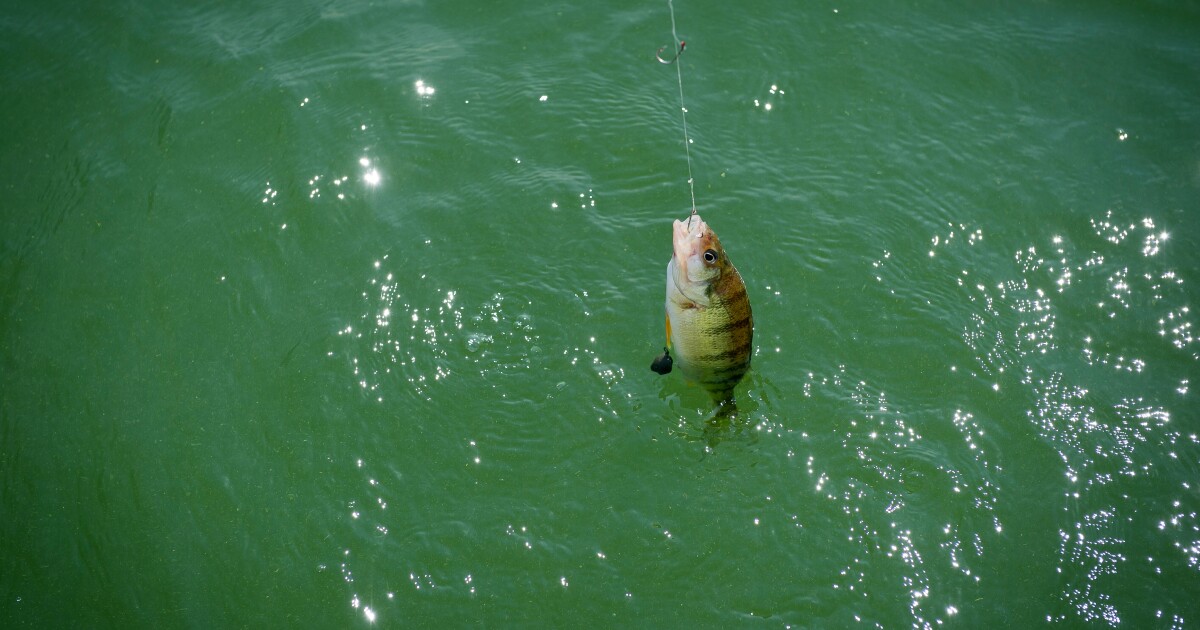 black pole fishing spot NJ's Back In Blackfish: Inshore Tautog Fishing Tips