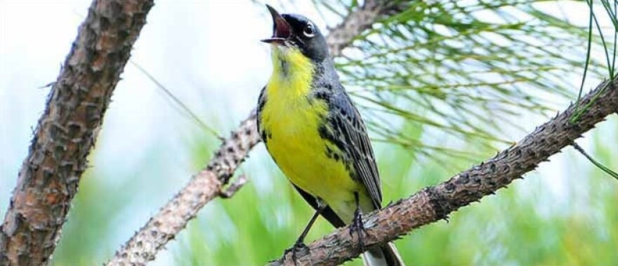 The endangered Kirtland's warbler, among other federally protected animal and plant species, could be delisted due to recovery. 