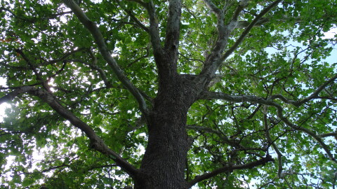The sycamore tree where Barb Agnew first spotted monarch butterflies and led to years of stewardship.