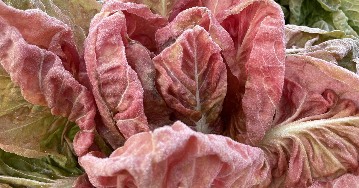 UNH researchers identify which radicchio varieties can thrive in New England