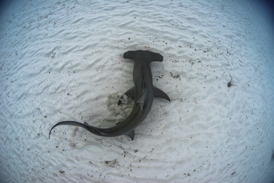 Great hammerhead shark