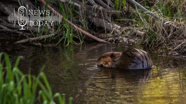 A beaver sits near its dam on John Brown's property near Pullman, Washington.
