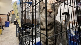 St. Cats & Dogs of Nay Aug Zoo will showcase adoptable cats Saturday.