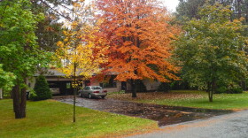 The right tree selection can add color, texture and value to your landscape.