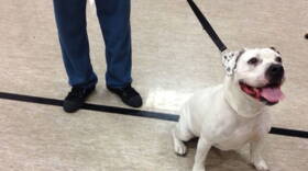 Fannie Mae was part of the Youth Canine Project.