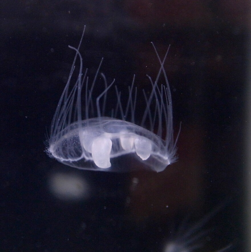 A freshwater jellyfish. This species is clear and smaller than a penny.