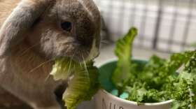 Photo courtesy of Denika Robbins, Orlando Rabbit Care and Adoptions