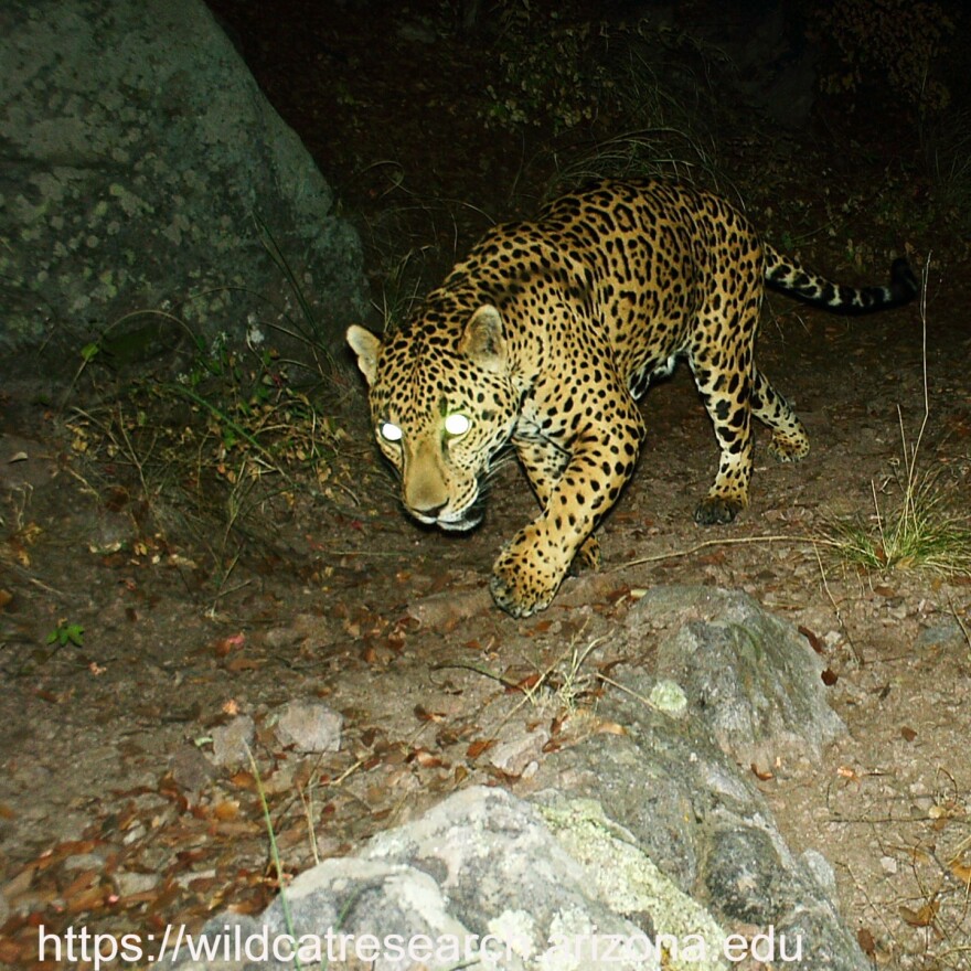 Researchers at University of Arizona Wild Cat Research and Conservation Center made recent jaguar detections. 