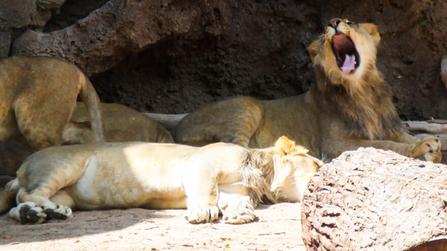 Lion cubs yawning zoo hero 2